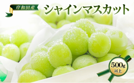 【 先行予約 】【 数量限定 】 シャインマスカット 500g以上 1房 フルーツ 果物 くだもの ぶどう ブドウ 葡萄 大粒 高級 皮ごと デザート 贈り物 ギフト 贈答品 季節限定 旬 大阪府 岸和田市[№5385-1243]
