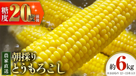 とうもろこし 6kg おおもの 朝採り 農家直送 【 先行予約 2026年7月中旬以降発送】