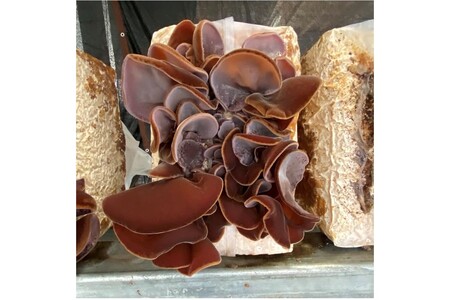 【きくらげ】 国産 乾燥 20g × 3袋 きくらげ