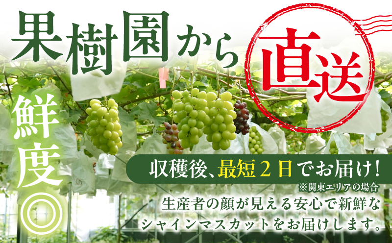 先行予約≪期間限定≫都農町産シャインマスカット(計2kg) ぶどう 果物 国産_T010-0015