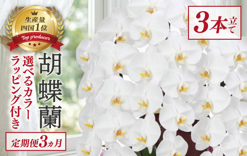 【定期便3ヶ月】 胡蝶蘭 3本立て 白 スタンダード 花 はな お花 記念日 お祝い プレゼント ギフト 贈答 贈り物 選べる カラー ラッピング 鉢花 鉢植え 洋蘭 洋ラン 冠婚葬祭 蘭 らん 新築