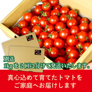 122-2 ミニ トマト フルーツ トマト ラブリーさくら うまたま 1kg × 2回発送 計 2kg 国産 野菜 フルーツ 甘い 静岡県 牧之原市 山本農園 とまと とまと とまと とまと とまと 