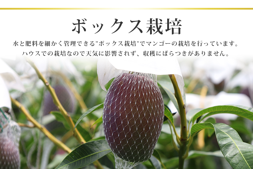 【数量限定・期間限定】 『グッド！モーニング』で紹介 おみたんマンゴー （LL×1個またはM×2個）糖度18～20度 完熟 マンゴー 国産フルーツ 果物 くだもの 【8月末まで順次発送予定】 19-D