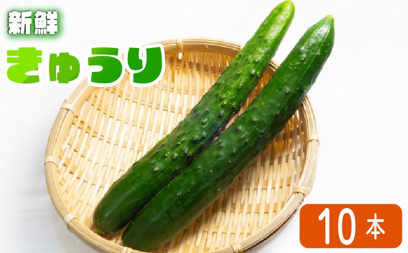
                  きゅうり 10本  夏 夏野菜 竜王町産 産地直送 野菜 夏野菜 野菜 キュウリ やさい 採れたて 季節 食材 旬 栽培 農家直送 農家応援 滋賀県 竜王町 ふるさと納税 送料無料
                