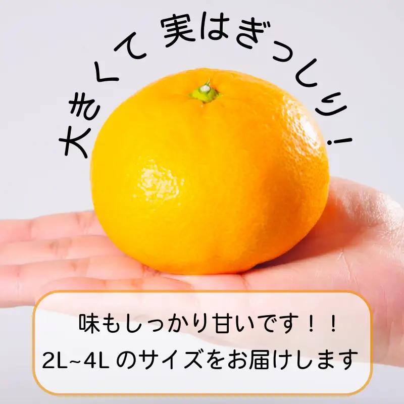 【2026年11月発送】みかん 大玉 温州みかん 10kg 2L~4Lサイズ くだもの 蜜柑 ミカン 小松島市