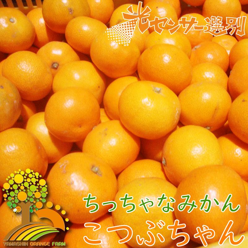 【ふるさと納税】＼光センサー選別／ちっちゃな有田みかんこつぶみかん約5kg （3S～2Sサイズ混合）有機質肥料100% ※2026年11月～2027年1月に順次発送予定（お届け日指定不可） 先行予約先行予約 みかん 温州みかん ミカン 小粒