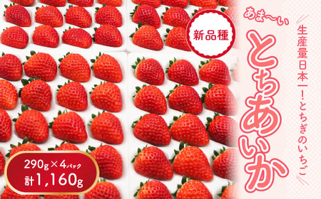 【先行予約】【数量限定】とちあいか 290g×4パック ｜ いちご いちご いちご いちご いちご ※2025年11月上旬頃より順次発送予定