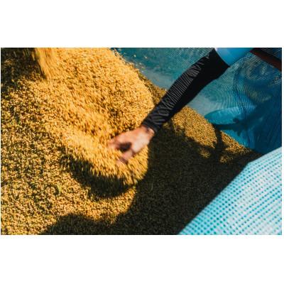 ふるさと納税 筑前町 【新米】令和7年産 特別栽培米【無洗米】計9kg(3kg×3袋)精米したてを農家直送でお届け! |  | 01