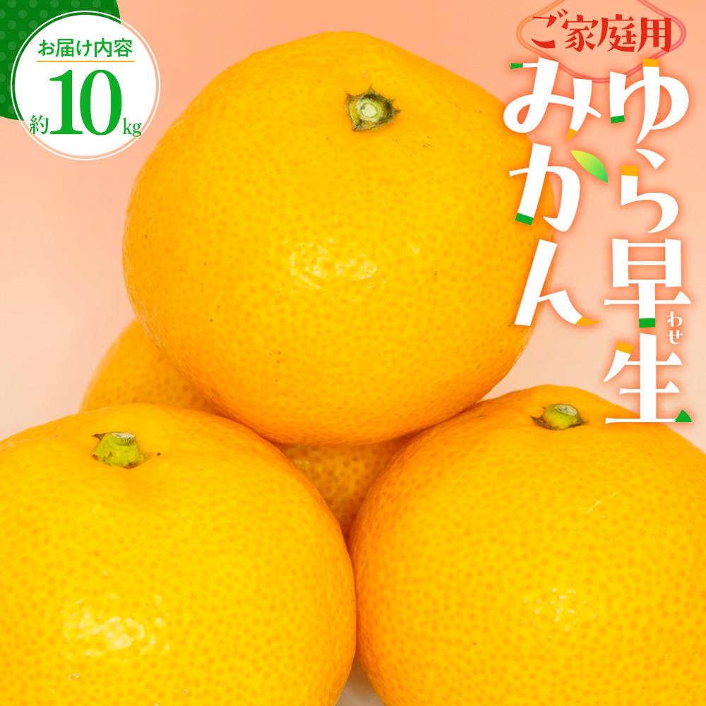 【ふるさと納税】ご家庭用 ゆら早生 みかん 約10kg【2026-9月下旬～2026-11月上旬配送】 | 早生みかん 早生 小粒サイズ みかん 小粒 爽やか 酸味 高糖度 フルーツ 柑橘 果物 果汁 自宅用 おすそ分け お取り寄せ 香川県 高松市