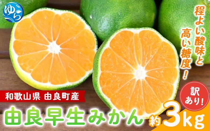 
            【訳あり】由良早生 みかん 約3kg / 和歌山  わけあり キズ 家庭用 サイズ混合 由良 ※2025年10月上旬～11月上旬頃、順次発送予定【sml126B】
          