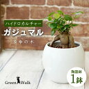 【ふるさと納税】観葉植物 ガジュマル ピュアボウル ハイドロカルチャー 陶器 鉢植え 土無し インテリア 緑 グリーン 植物 簡単 初心者 かわいい 自然 ガジュマル 緑 豊橋市 12000円 1万2千円