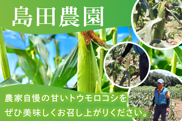 とうもろこし 朝採り 食べ比べ 5本 セット 先行予約 茨城県 阿見町産 産地直送 フルーツコーン トウモロコシ コーン 黄 白 ミックス おすすめ 甘い 新鮮 国産 夏 旬 野菜 お取り寄せ 【2026年6月発送】（73-03）