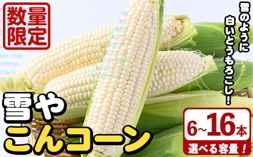 
            ＜容量が選べる！＞白いとうもろこし「雪やこんコーン」(6～16本) 国産 トウモロコシ 玉蜀黍 ホワイト コーン 野菜 糖度 夏 イネ科 数量限定 期間限定【うとさんち】
          