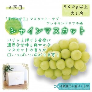 【3週間毎定期便】岡山　花笑み農園のピオーネ、瀬戸ジャイアンツ、シャインの大1房の定番ぶどう便全3回【配送不可地域：離島・北海道・沖縄県】【4064696】