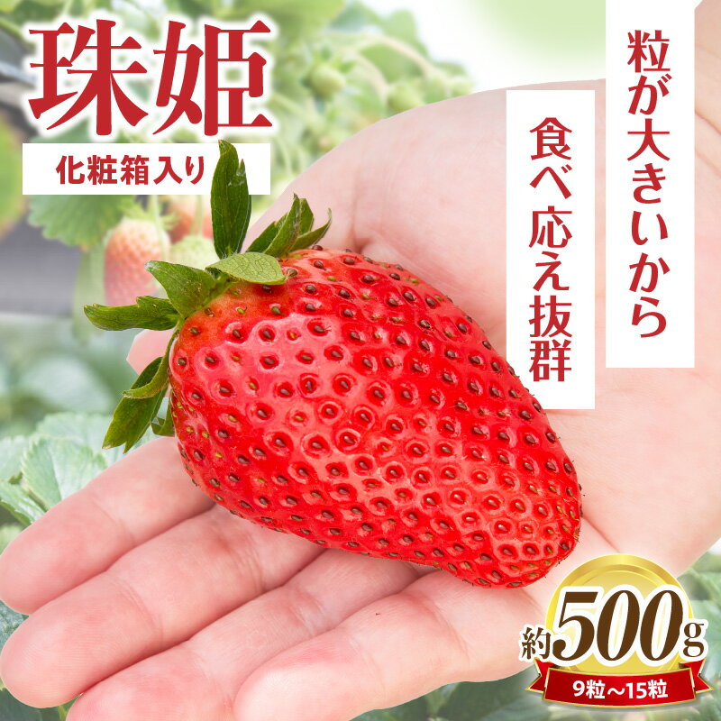 【ふるさと納税】【2026年1月〜3月上旬発送】化粧箱入りいちご【珠姫】 酸味が少なくやさしい甘み 珠姫 いちご 2パック 9~15粒 化粧箱 粒が大きい 生駒いちご園 果物 フルーツ デザート 贈り物 お取り寄せ お取り寄せフルーツ 奈良県 生駒市 送料無料