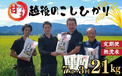 【令和7年産】 無洗米 コシヒカリ 定期便 7kg 3ヵ月 21kg 甘うま越後のこしひかり 越後 えちご  特別栽培米 新潟 コメ こめ お米 米 新潟県 新潟米 新発田市 新発田産 斗伸