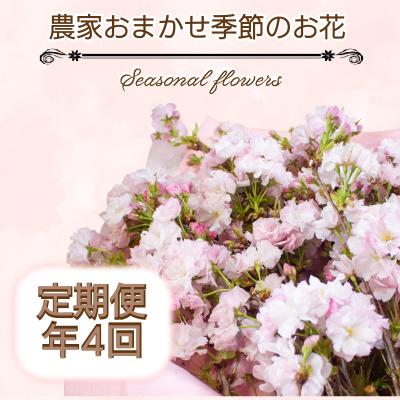 ふるさと納税 下関市 季節のお花 定期便 年4回 おまかせ 草花 誕生日 記念日 ギフト 下関 山口 JI004