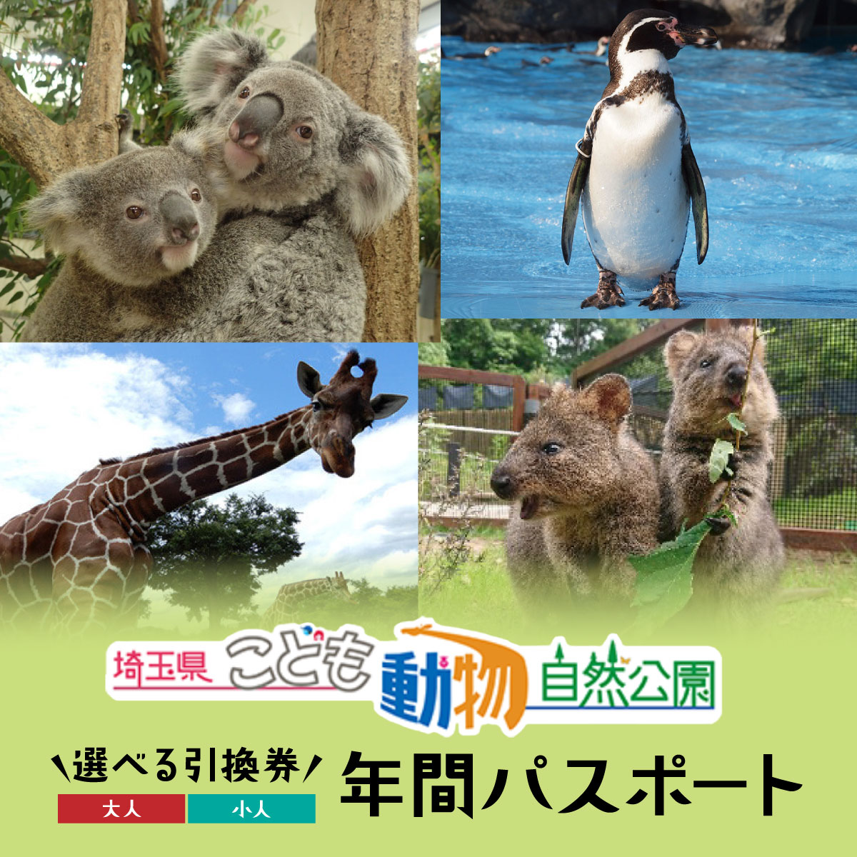 【ふるさと納税】埼玉県こども動物自然公園 年間パスポート 選べる引換券 大人1名 / 小人1名 / 大人1名＋小人1名 / 小人2名 | 動物園 年パス 子ども 子供 家族 コアラ クオッカ カンガルー ペンギン 自然 小学生 年間利用 イベント アウトドア 入場券 日帰り 埼玉県 東松山市