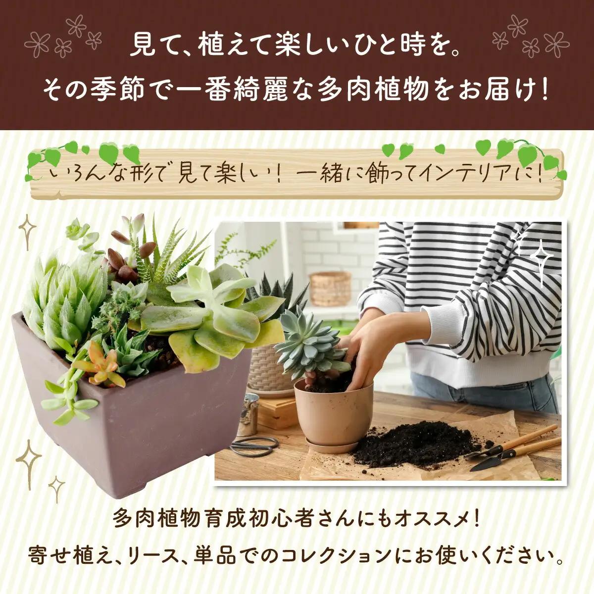 多肉植物の小苗30本（種類）セット