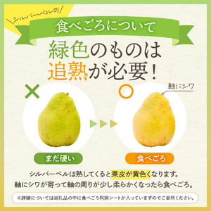 【2026年産】西洋梨 シルバーベル 2kg 秀品 化粧箱入 西洋梨