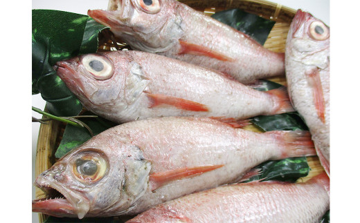 
            大秀商店の「のどぐろ（煮付け用）」（5尾入り） 魚介類 魚 海鮮 のどぐろ 煮つけ用 煮付け用 5尾 下処理済 冷凍 アカムツ 【038_1201】
          