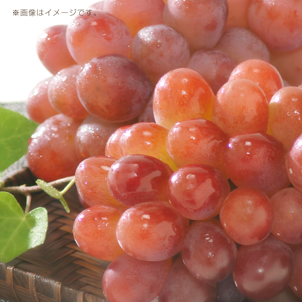 【ふるさと納税】ぶどう 2025年先行予約 紫苑 約600g（1房）・約1.2kg（2房） ＜選べる内容量＞ 岡山県産 フルーツ 国産 大粒 食べやすい 種無し ジューシー 濃厚 甘み ほどよい酸味 【2025年11月上旬～11月下旬迄発送予定】