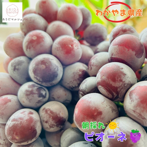 和歌山のピオーネ 約2.5kg(3～5房) 【2026年8月下旬～9月下旬頃発送予定】| 先行予約 ぶどう 葡萄 果物 フルーツ 甘い【MS102】【AA90261-ard815A】