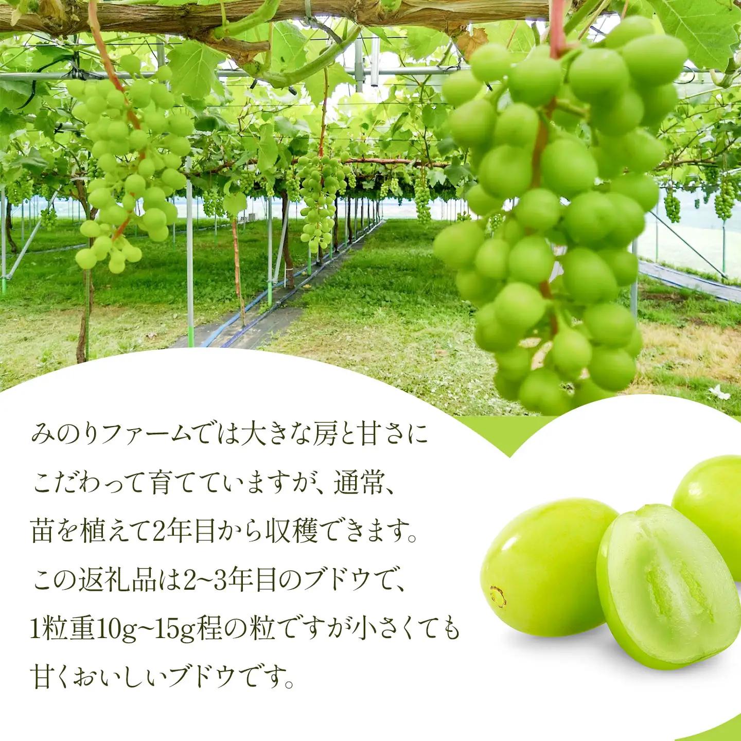 【令和8年先行予約】　小粒でも甘くておいしいシャインマスカット　2房（約1kg）　山形県鶴岡市　みのりファーム　| ぶどう ブドウ 葡萄 マスカット 甘い 旬 期間限定 産地直送 果物 くだもの フル