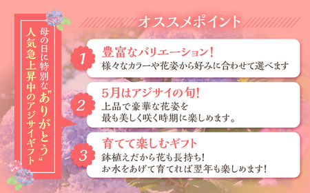 《母の日までにお届け》アジサイ【コットンキャンディー】 母の日 プレゼント あじさい