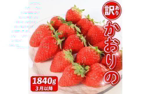 《3月～発送》 先行予約 訳あり いちご かおりの 選べる容量 1840g 苺 ストロベリー 果物 フルーツ ケーキ ゼリー ジュース アイス シャーベット チョコ フルーツサンド いちご大福 大福 洋菓子 和菓子 スイーツ デザート ジャム 不揃い 規格外 家庭用 甘い 人気 おすすめ お取り寄せ グルメ 徳島県 阿波市 Berry Mate Farm