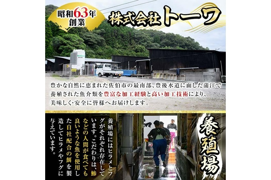 生簀直送 とらふぐ 鍋 セット (4-5人前) 魚 ふぐ 河豚 ふぐちり ポン酢 冷凍 佐伯 養殖 大分県 佐伯市【EA11】【(株)トーワ】