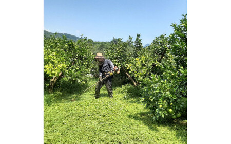 【先行予約】文旦 家庭用大玉 5キロ 5kg（3L～上限なし：7玉前後）〈2027年1月20日～発送〉皮むき器付き 訳あり 文旦 ぶんたん フルーツ 果物 高知 土佐市 大玉【土佐水谷農園】 [BQB