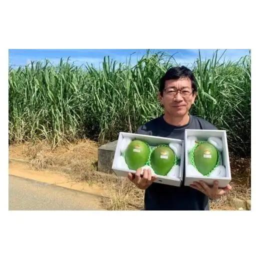 《先行予約 2027年発送》『天使のマンゴー』宮古島産キーツマンゴー  1.6kg （2玉）【ご贈答用】「LA MANGUE BLEUE」農家直送（GZ004）