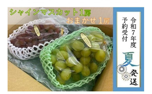 
            【貝塚市産】シャインマスカット＆おまかせ各１房 約1.2kg　2025年8月より発送
          
