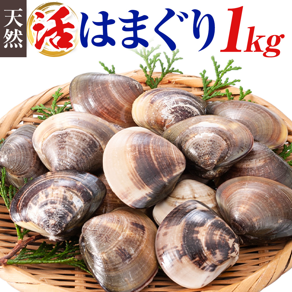 数量限定 天然 活 はまぐり 1kg 1個:40g～80g 寺田水産 《11月中旬-6月末頃出荷》千葉県 勝浦市 海産 貝 はまぐり【配送不可地域：離島・北海道・沖縄県・東北・中国・四国・九州】---kastuura_trd_7---