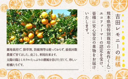 不知火 でこ姫 約2.5kg（6～12玉）【吉田レモニー】【2025年3月上旬～2025年5月下旬発送】宇城市産 デコポン® デコポン同品種 デコポン ®はJA熊本果実連の登録商標 デコポン不知火 不