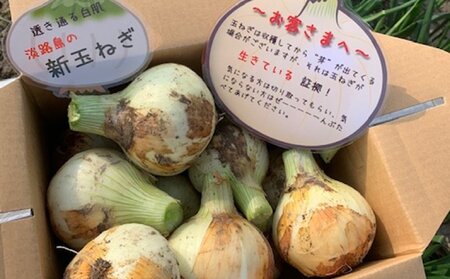 新玉ねぎ予約 シャーロットオニオン 3kg　◆配送 5月上旬～6月末