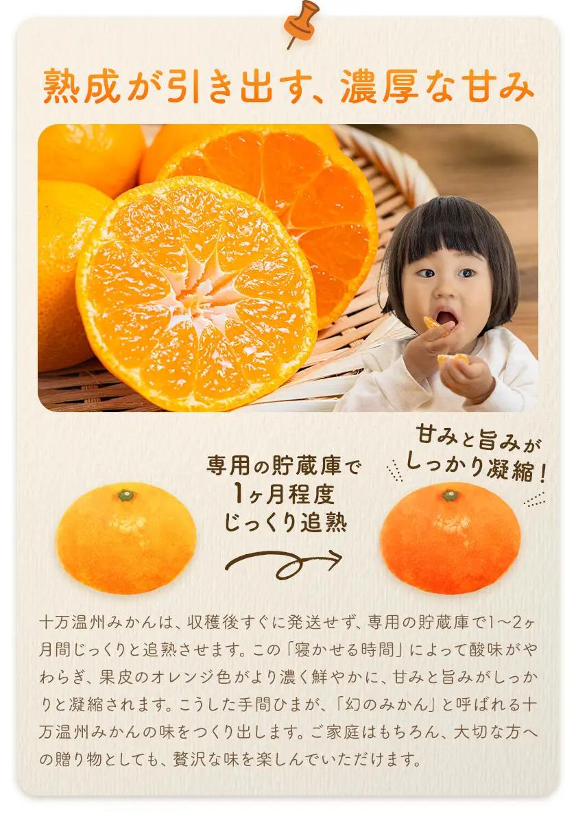 十万温州みかん L 10kg 田野農園《12月中旬-3月中旬頃出荷》鹿児島県 さつま町