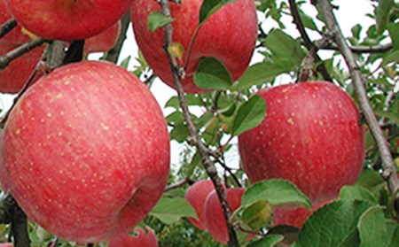 【定期便3回】山形フルーツ定期便　季節のくだものセット 【令和6年産先行予約】FU22-043