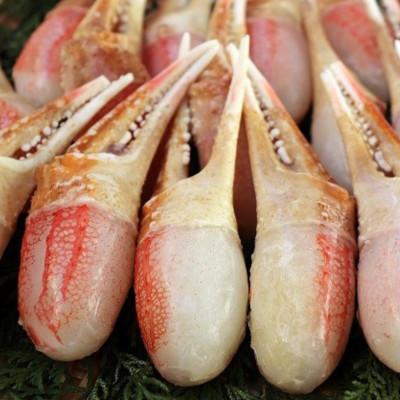 ふるさと納税 田尻町 【約500g】本ずわいがに 爪肉 加熱用  〈殻剥き不要〉 |  | 01