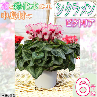 
            ＜先行予約＞シクラメン6号鉢(ビクトリア)　水野谷園芸【1494356】
          