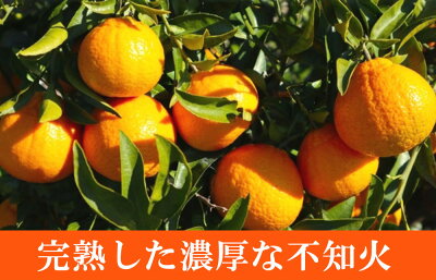 G7065_紀州有田産 不知火 (しらぬい)【家庭用 訳あり】8.5kg