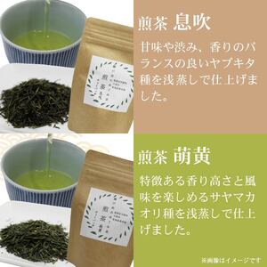 お茶 4種 ティーバッグ 煎茶 静岡茶 お茶 お茶