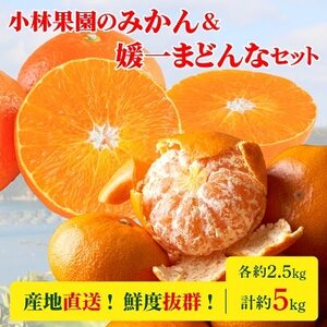 小林果園のみかん＆媛一まどんなセット(各約2.5kg入)【C24-17】_美味しいみかん 美味しいミカン おいしいみかん おいしいミカン 人気のみかん 人気のミカン 国産みかん 国産ミカン 八幡浜みかん 八幡浜ミカン 甘いみかん 甘いミカン あまいみかん アマイミカン 果物みかん くだものみかん 果物ミカン クダモノミカン 美味しいまどんな 美味しいマドンナ おいしいまどんな おいしいマドンナ 人気のまどんな 人気のマドンナ 国産まどんな 国産マドンナ 八幡浜まどんな 八幡浜マドンナ 甘いまどんな 甘いマド