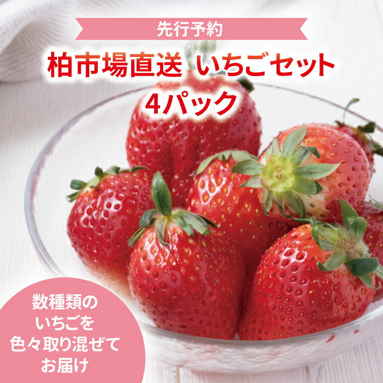 【ふるさと納税】【先行予約】【2025年1月発送開始】 いちご 詰め合わせ セット 果物 フルーツ とちおとめ 紅ほっぺ やよいひめ チーバベリー 4パック セット 食べ比べ くだもの イチゴ 苺 旬 国産 産地直送 千葉県産 柏市産 おいしい おすすめ 季節限定 予約