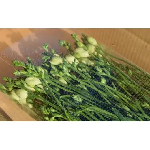 【先行予約】2027年2月発送：香り華やぐ フリージア 黄色　50本 生産者直送 直送 生花 切り花 花 はな 春 先行予約 予約 茨城県 利根町
