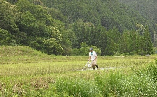 農業をはじめて（1996年）から、農薬・除草剤・化学肥料を一切使わず栽培しています。