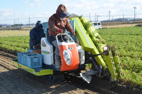 碧南市を代表するブランド人参「へきなん美人」 にんじん 10kg　H017-100