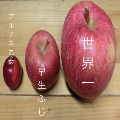 世界一りんご　家庭用　約3キロ　インパクトのある大きさ　農家直送青森りんご　多くが輸出用の希少品種【配送不可地域：離島】