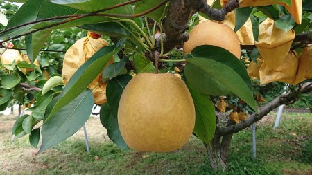 【0353】こたつで食べる冬の梨 「王秋」3キロ(五本松まえ柴)